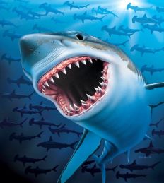 1353 Great White Shark